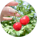 金村さくら 金村さくら