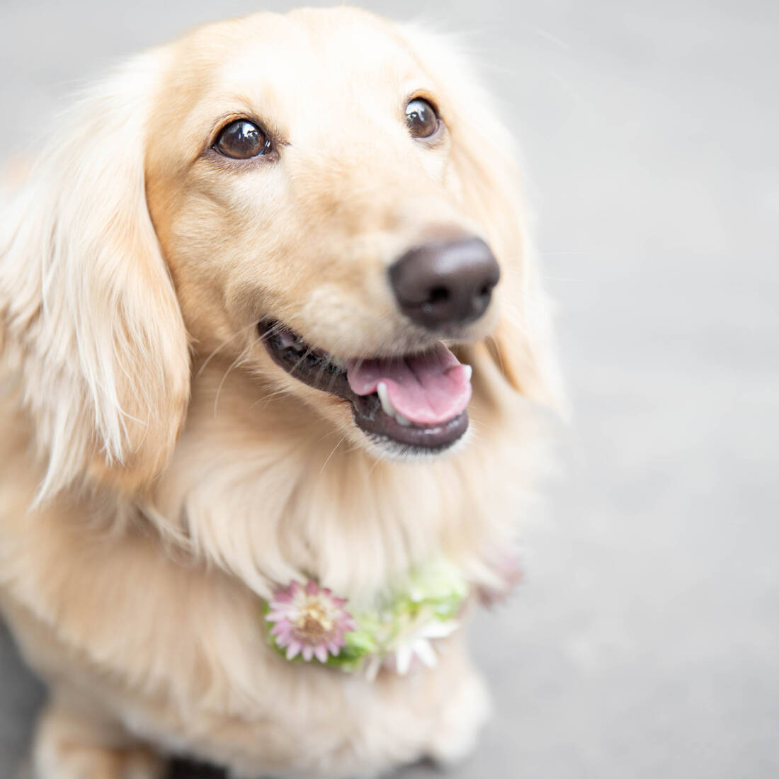 平日限定*最大12大特典◆地上100m・みなとみらいを一望するスカイセレモニー体験×無料試食付