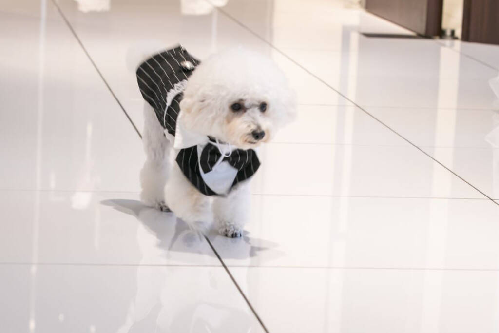 【愛する家族と一緒】大切なペットとの挙式をお考えの方へ